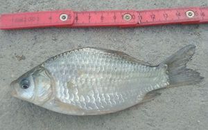 Crucian Carp