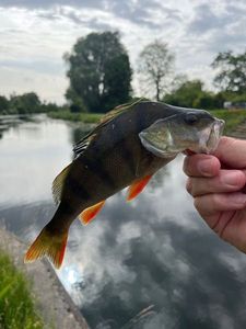 European Perch