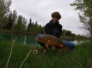 Common Carp