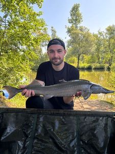 Sturgeon