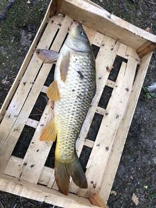 Common Carp