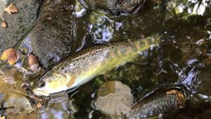 Brown Trout