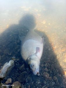 Common Bream