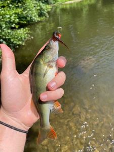 European Perch