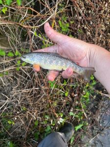 Brown Trout