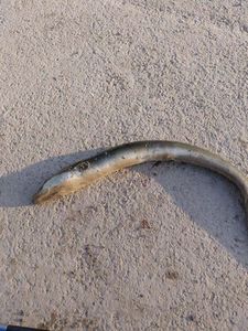 European Eel (Common Eel)
