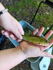Tench