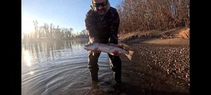 Rainbow Trout