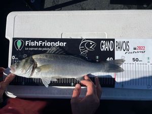 European Bass (Seabass)