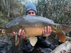 Mirror Carp