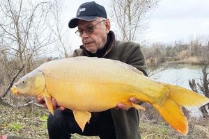 Mirror Carp