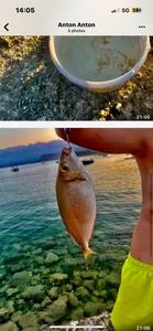 Salema