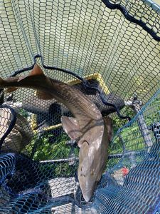 Sturgeon