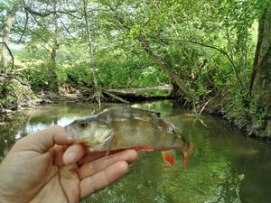 European Perch