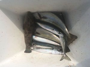 Mackerel