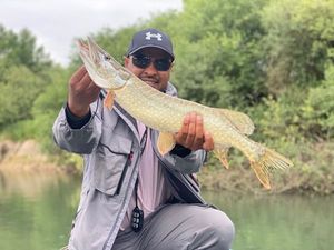 Northern Pike
