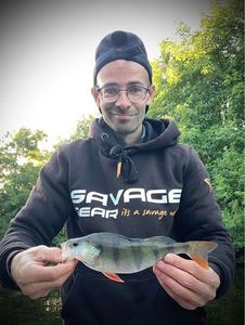 European Perch