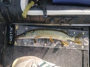 Northern Pike