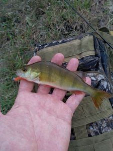 European Perch