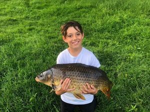 Common Carp