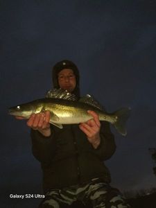 Zander