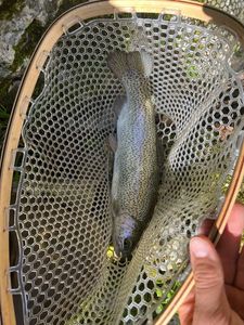 Rainbow Trout