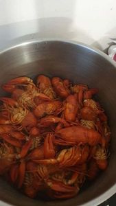 Red Swamp Crayfish