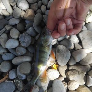 European Perch
