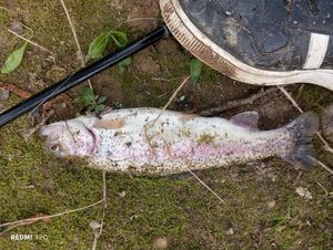Rainbow Trout