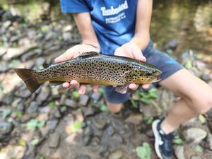 Brown Trout