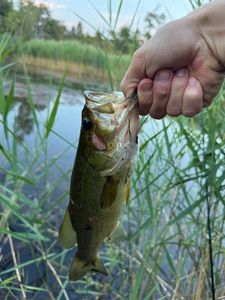 Largemouth Bass
