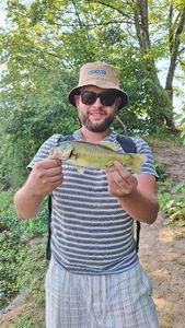Largemouth Bass