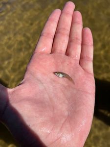 Mosquito Fish