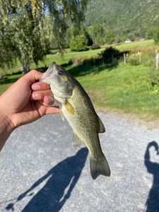 Largemouth Bass