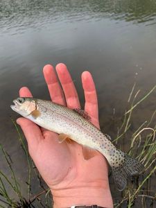 Rainbow Trout