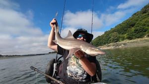 Starry Smooth-Hound