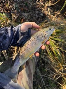 Brown Trout