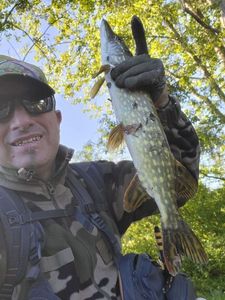 Northern Pike