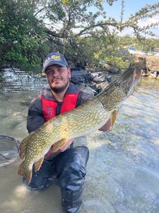 Northern Pike