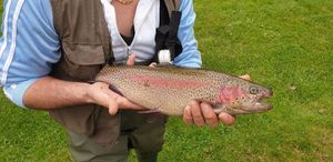 Rainbow Trout