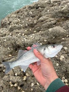 European Bass (Seabass)
