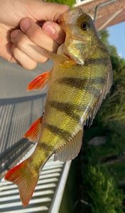 European Perch