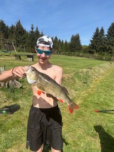 European Perch