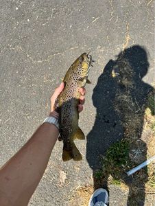 Brown Trout