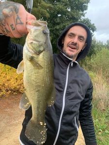 Largemouth Bass