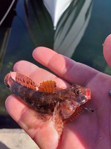 Giant Goby