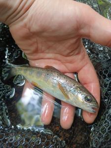 Brown Trout