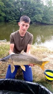 Common Carp