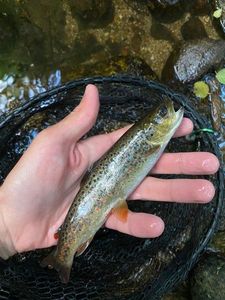 Brown Trout