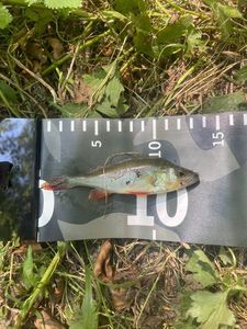European Perch